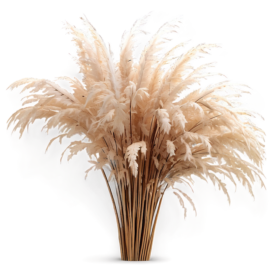 Natural Pampas Grass Png 45