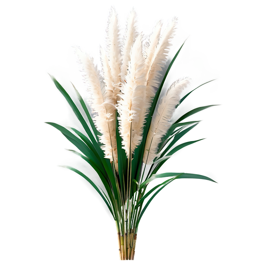 Natural Pampas Grass Png 65