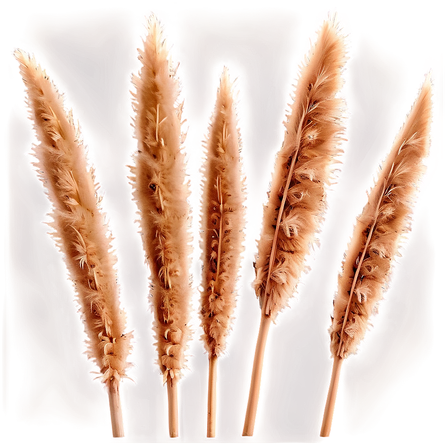 Natural Pampas Grass Png Evr48