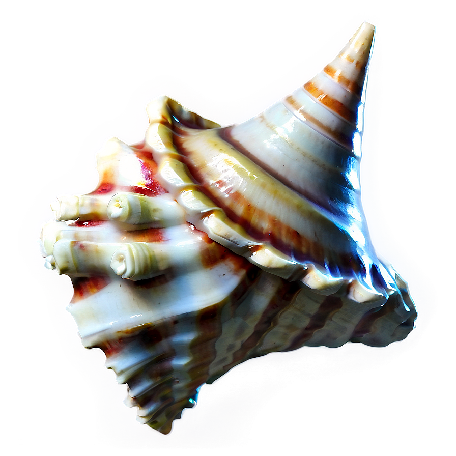 Nautical Conch Shell Png Utr42