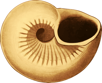 Nautilus Shell Cross Section