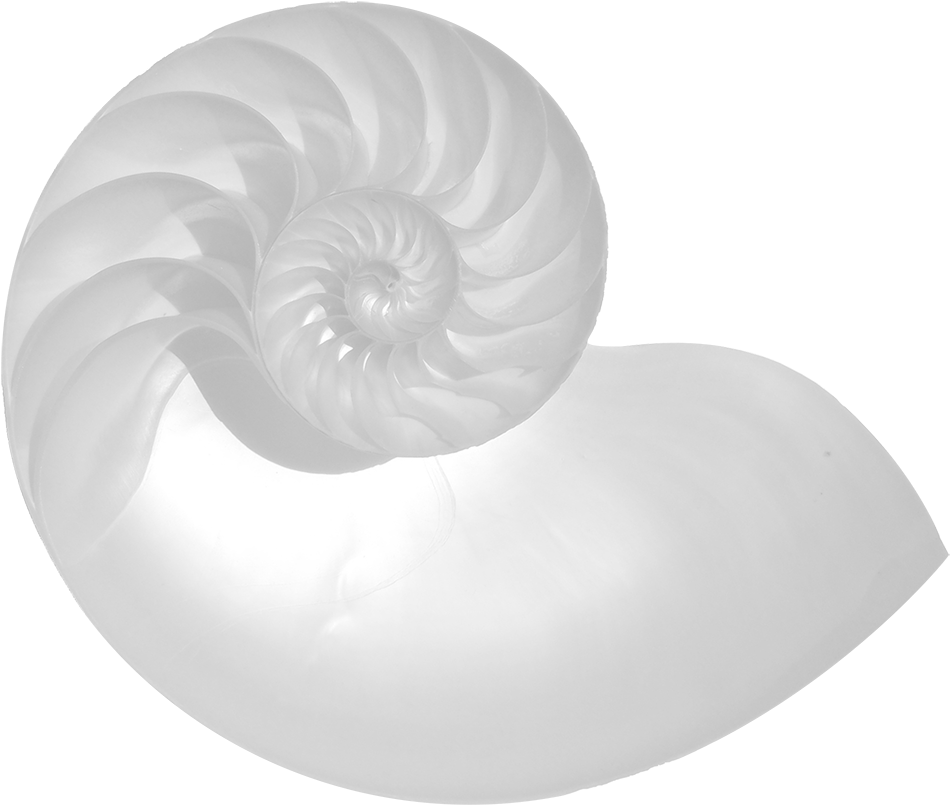 Nautilus Shell Golden Ratio Spiral