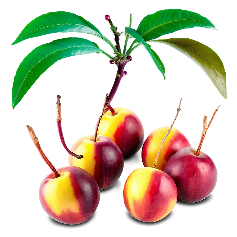 Nectarine Group Png 34