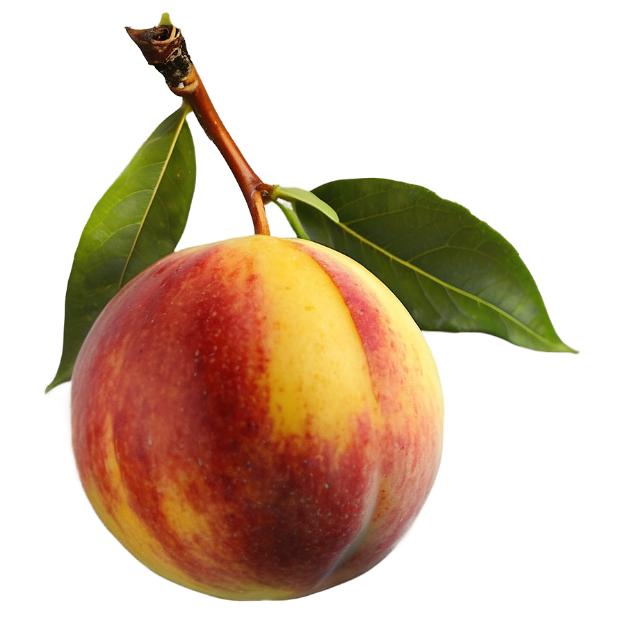 Nectarine On Tree Png 06252024