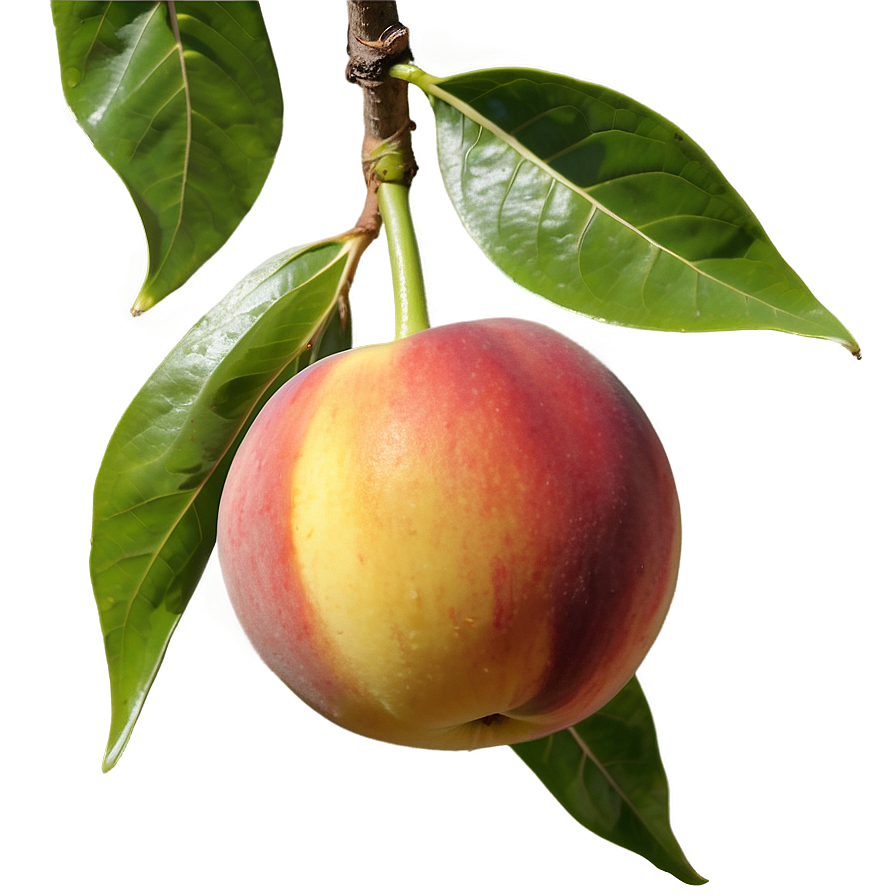 Nectarine On Tree Png 46