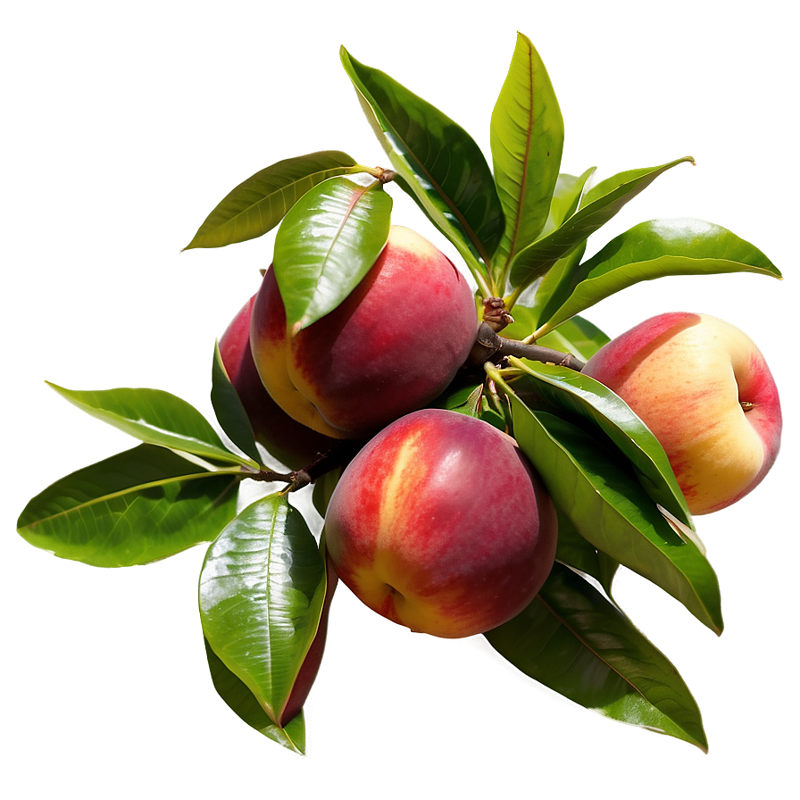 Nectarine Orchard Png Yiw75