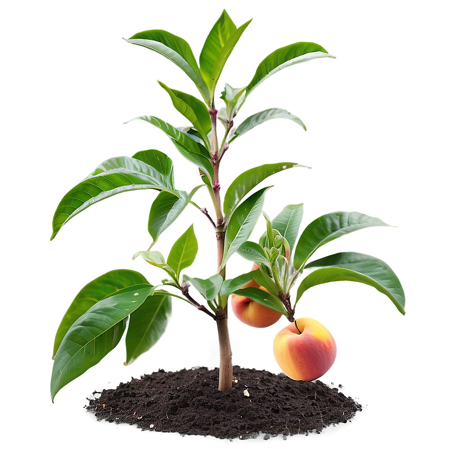 Nectarine Plant Png 06252024