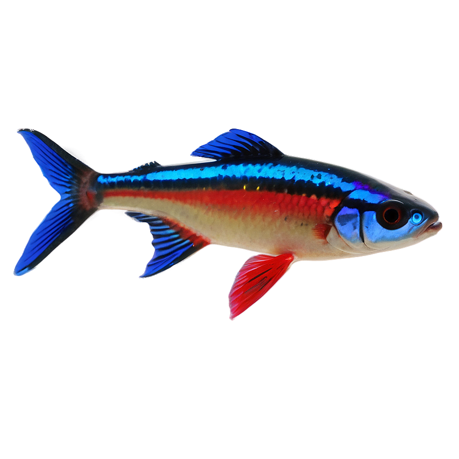 Neon Tetra Fish Png Otw7