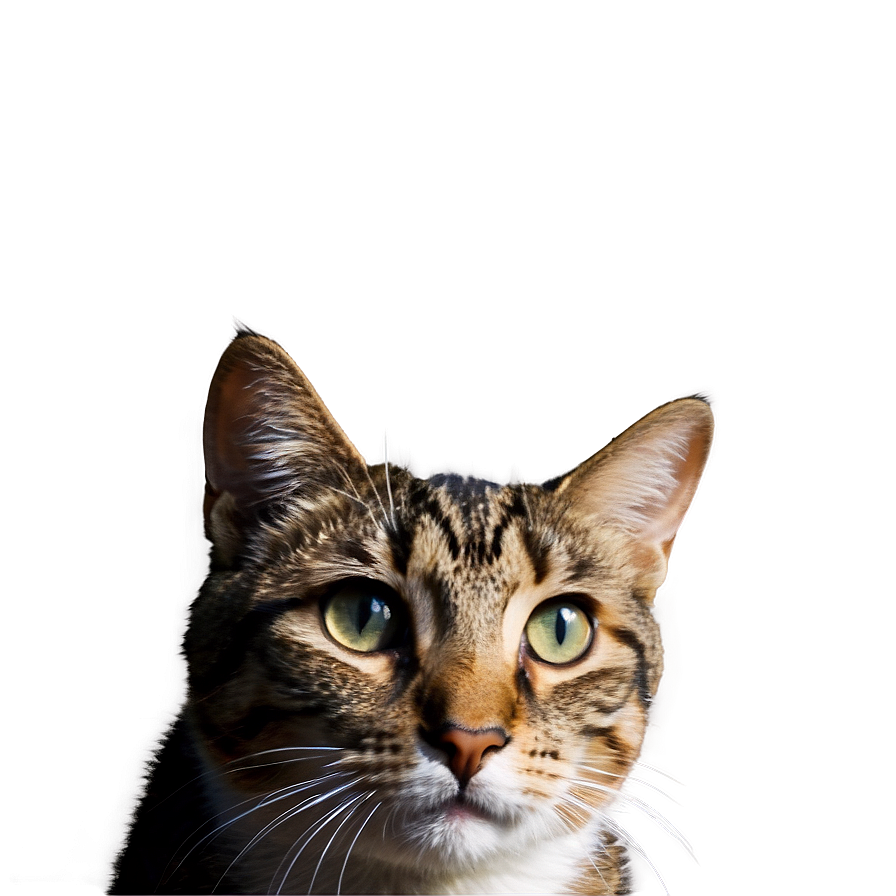 Nerdy Cat Meme Png 05212024