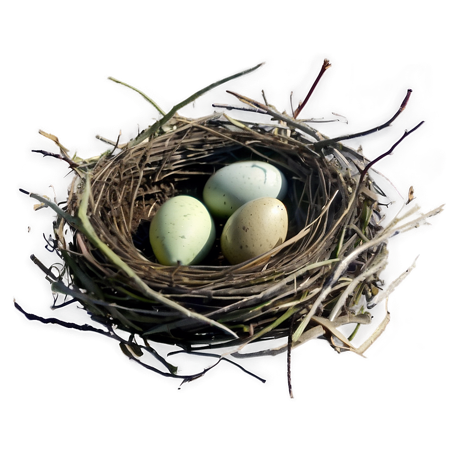 Nest Illustration Png 05252024