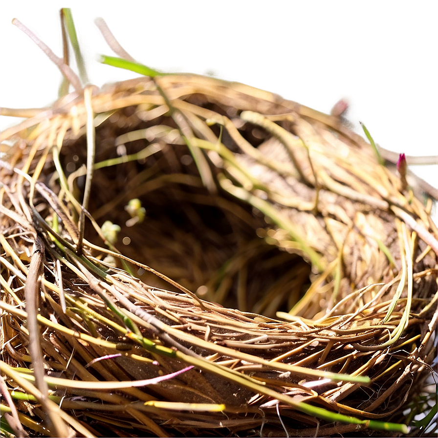 Nest In Sunlight Png Ofp