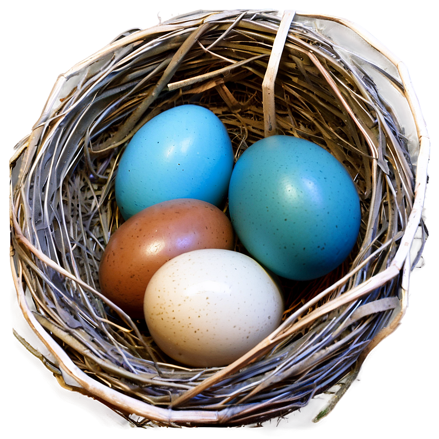 Nest With Blue Eggs Png Whq33