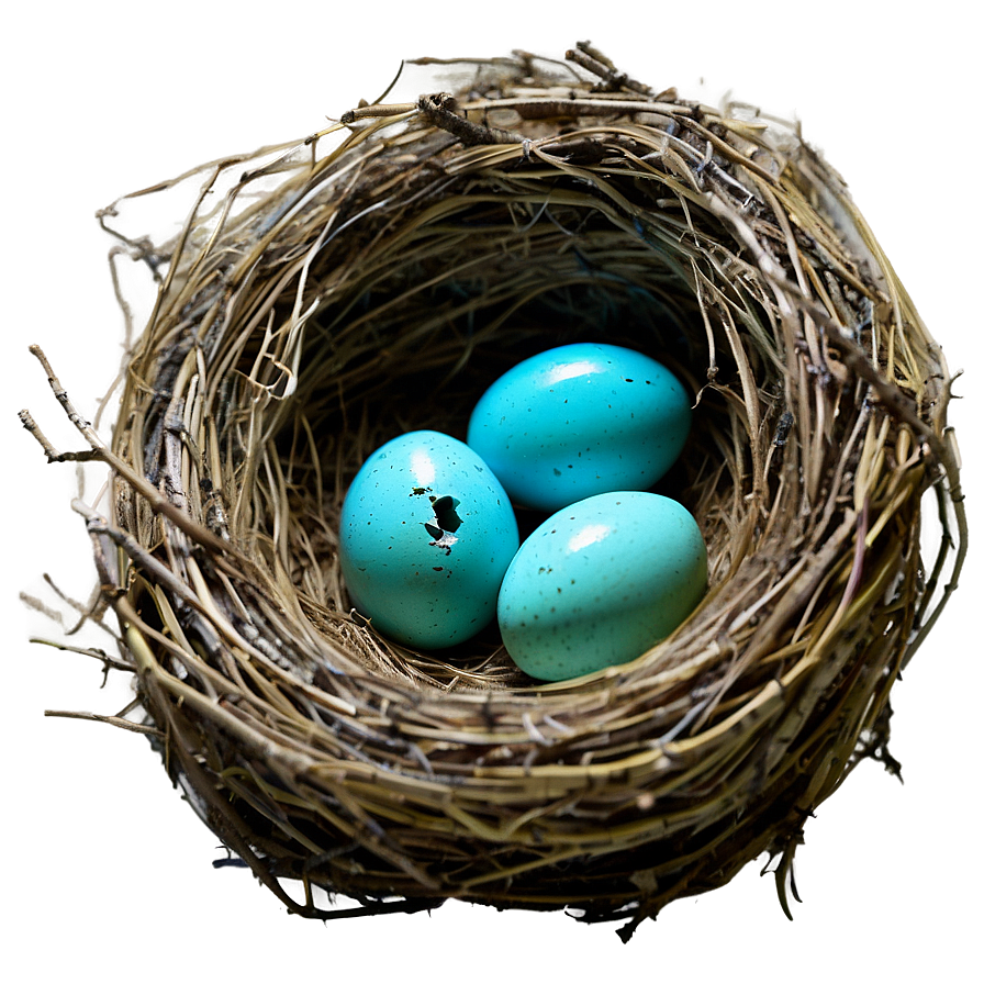 Nest With Robin Eggs Png Wov