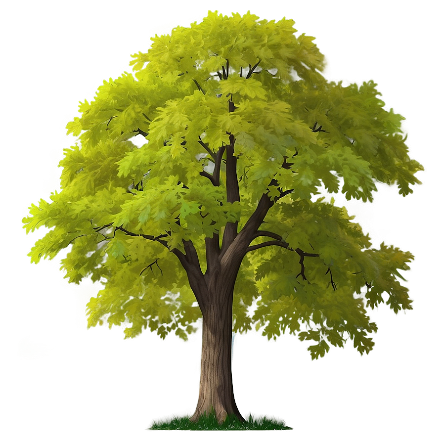 New York State Tree Sugar Maple Png 46