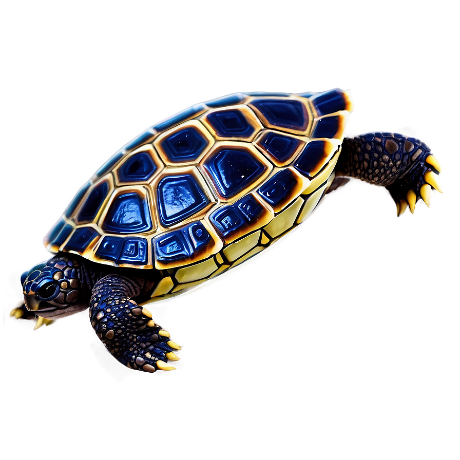 Newborn Baby Turtle Png 71