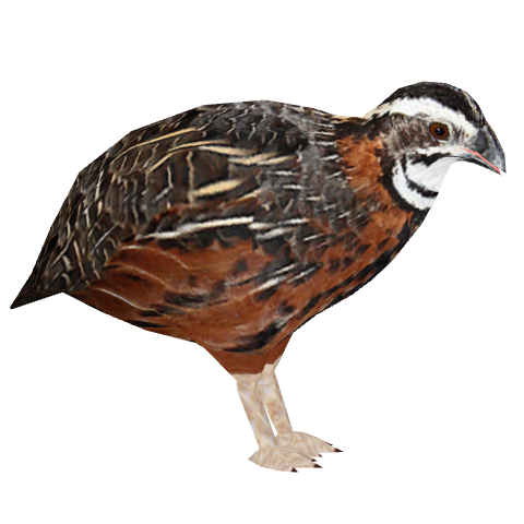 Northern Bobwhite Quail Illustration