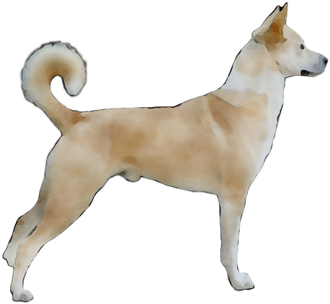 Norwegian Buhund Standing Side View