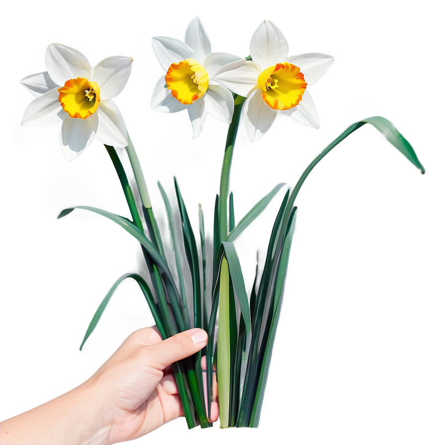 Nostalgic Narcissus Png 74