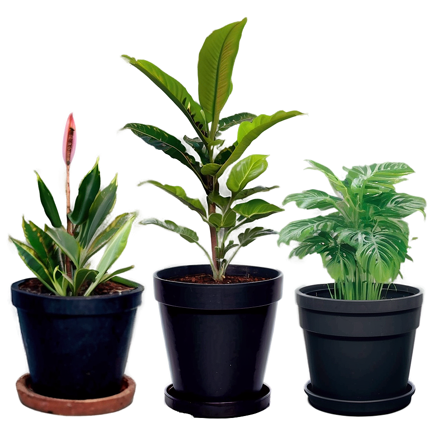 Nursery Plants Png Oip