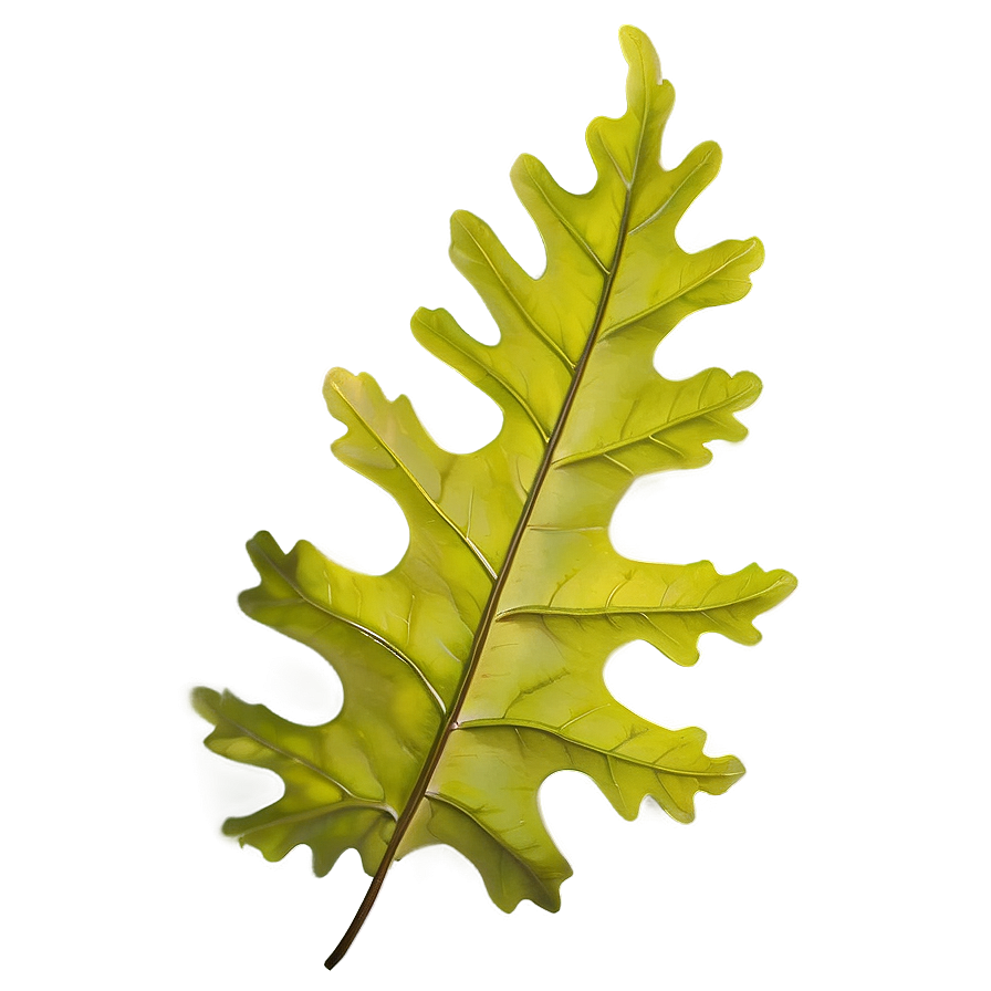 Oak Leaf Collection Png Pxi