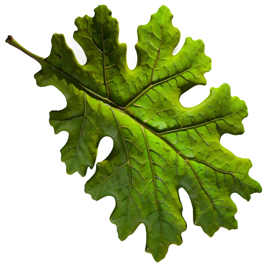 Oak Leaf In Landscape Png 42