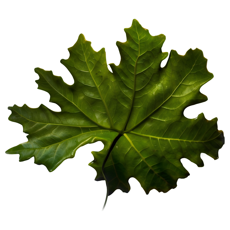 Oak Leaf In Nature Png 06292024