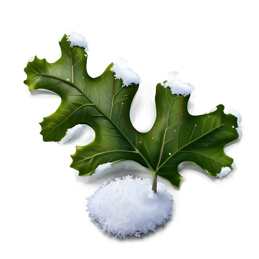 Oak Leaf In Snow Png 06292024