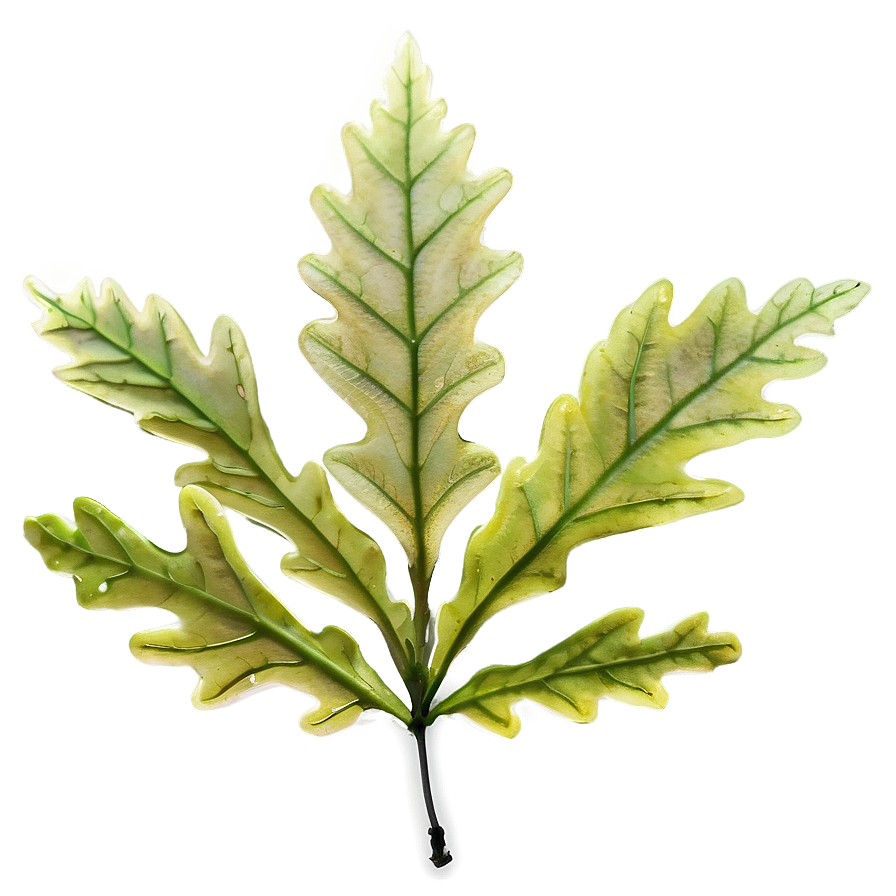 Oak Leaf In Spring Png 73