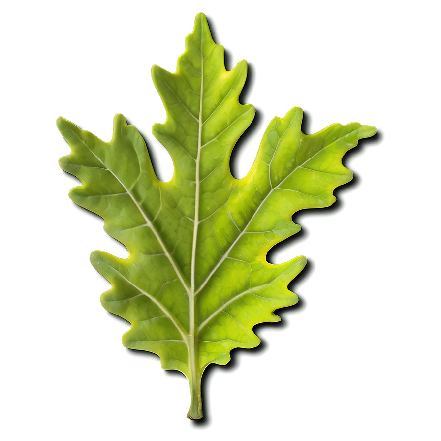 Oak Leaf In Spring Png Cop