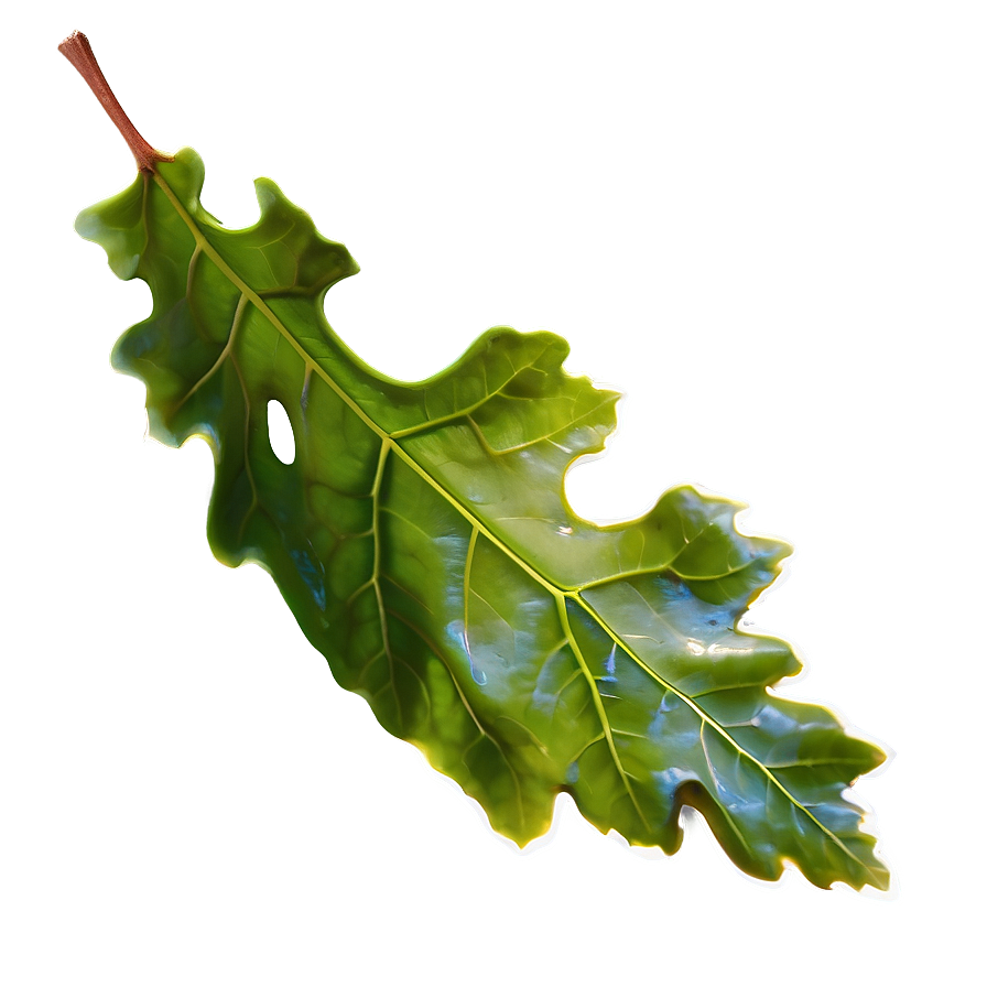 Oak Leaf In Spring Png Hed66