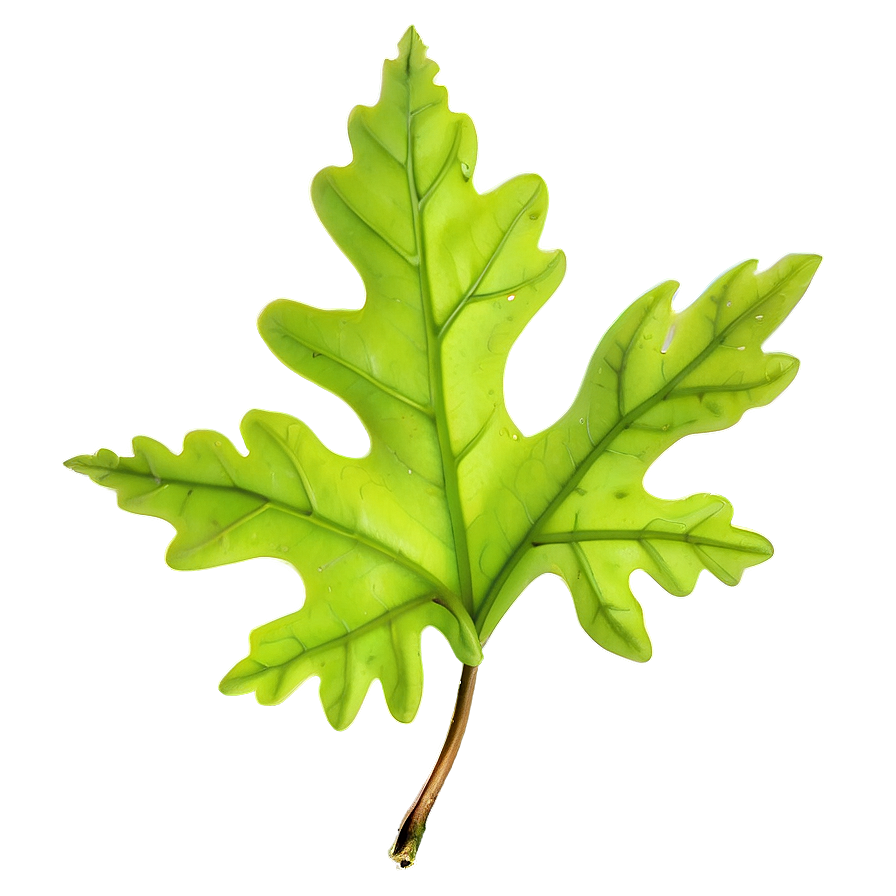 Oak Leaf In Spring Png Nge42