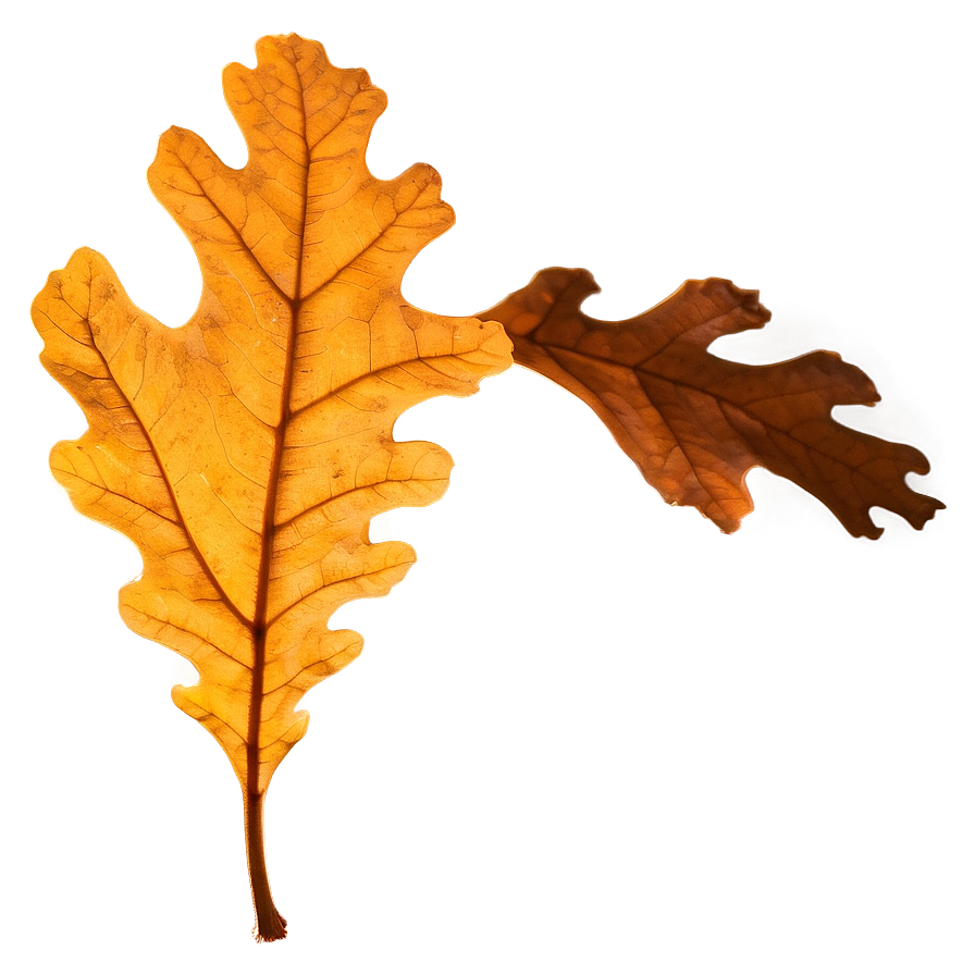 Oak Leaf In Sunlight Png Bub