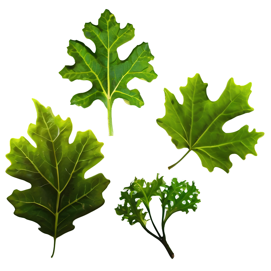 Oak Leaf Isolated Png 06292024