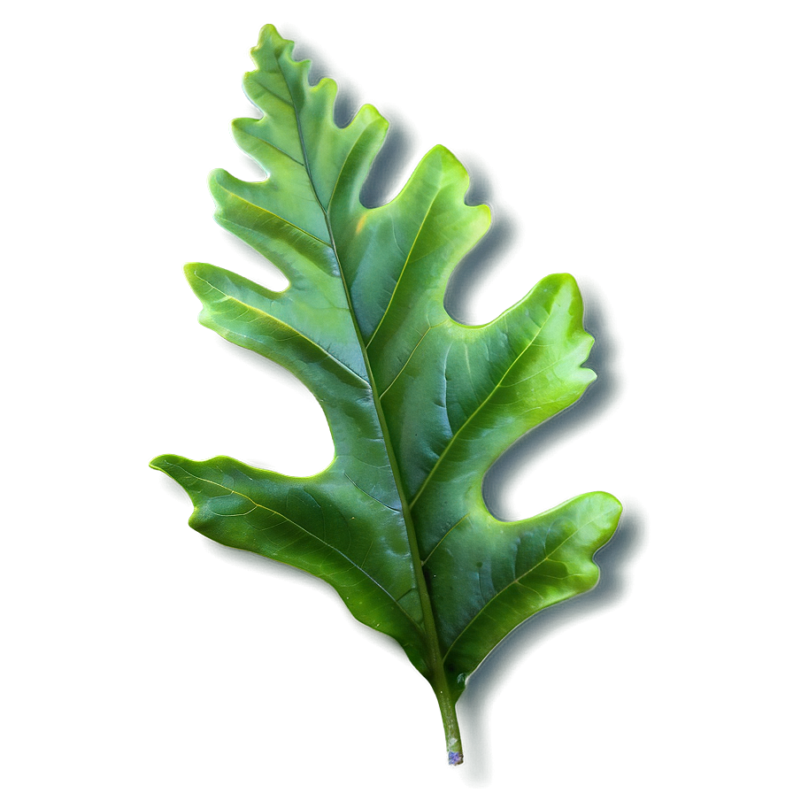 Oak Leaf Isolated Png Gnl54