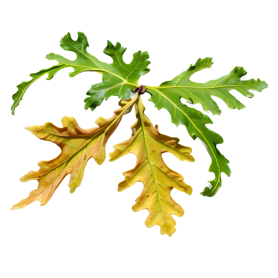 Oak Leaf Isolated Png Rvx