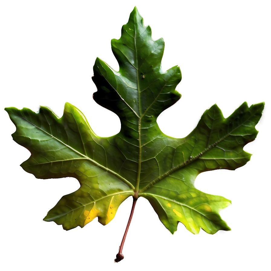 Oak Leaf Isolated Png Xab