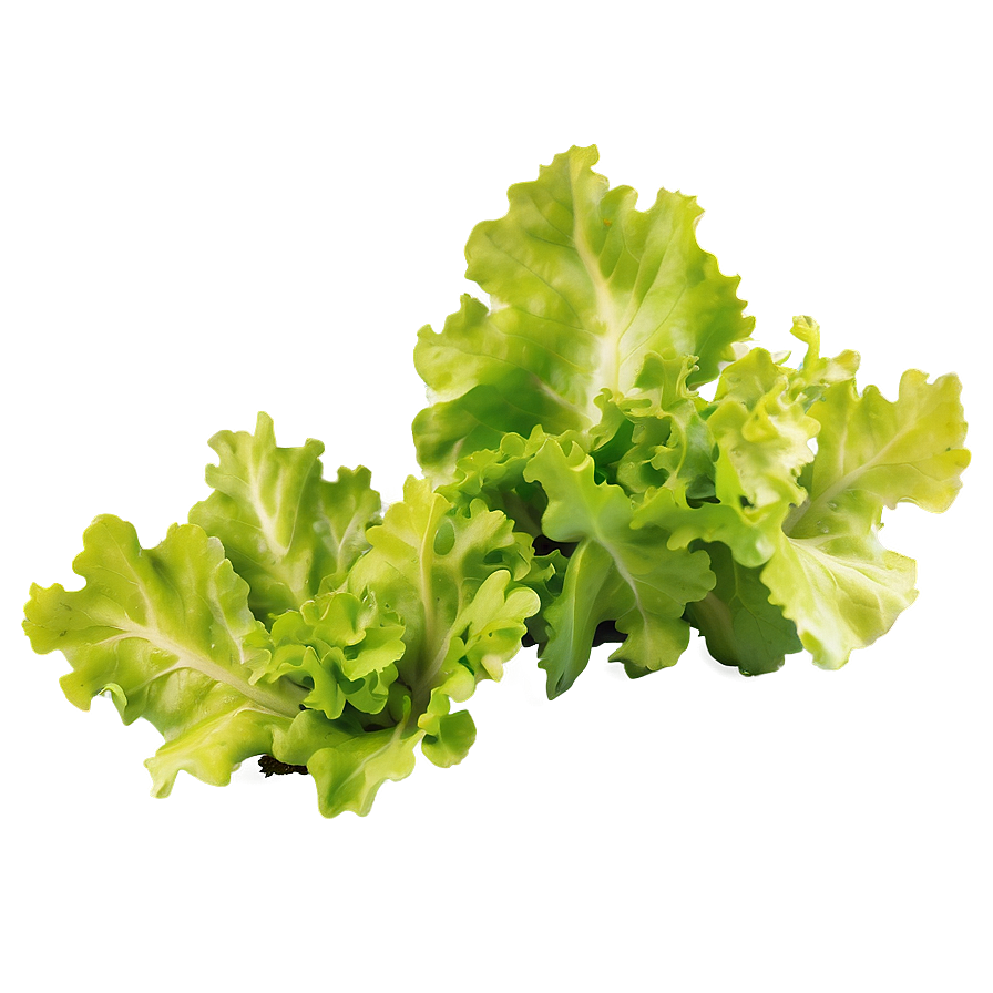 Oak Leaf Lettuce Png 05242024