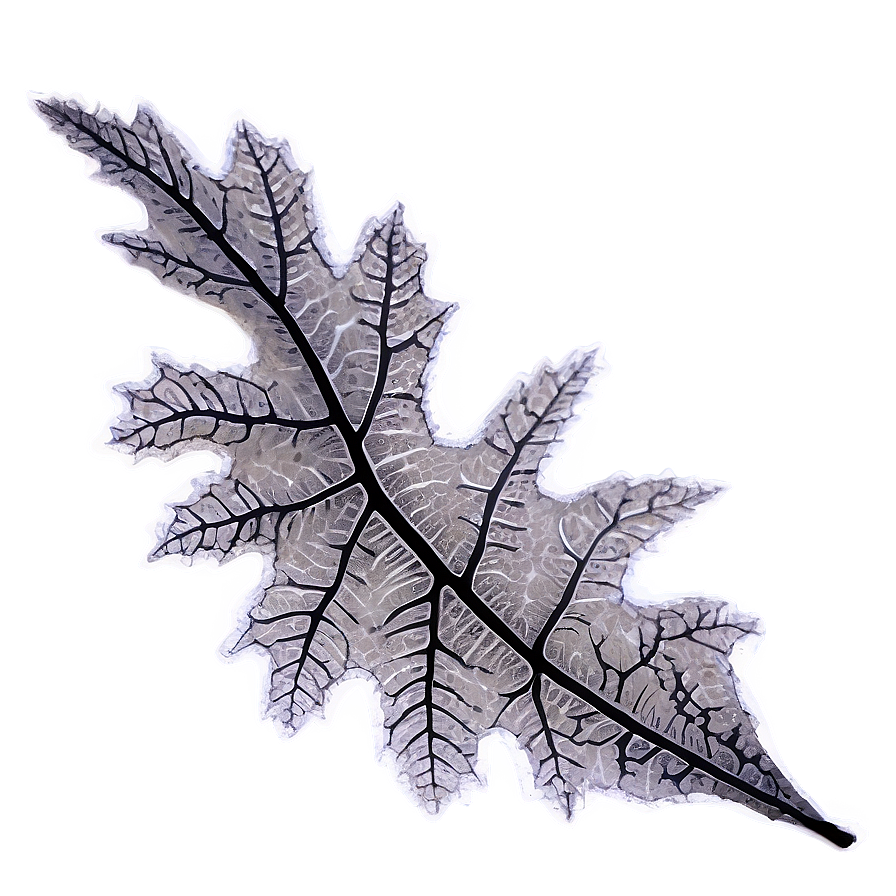 Oak Leaf Veins Png 06262024