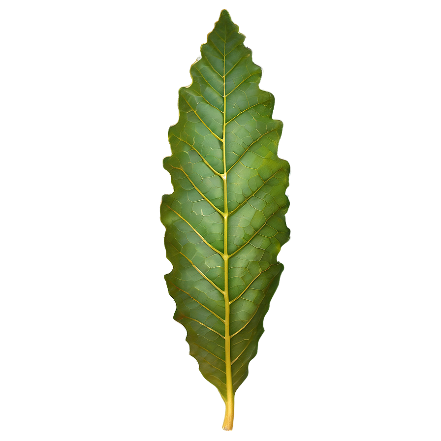 Oak Leaf Veins Png 06262024