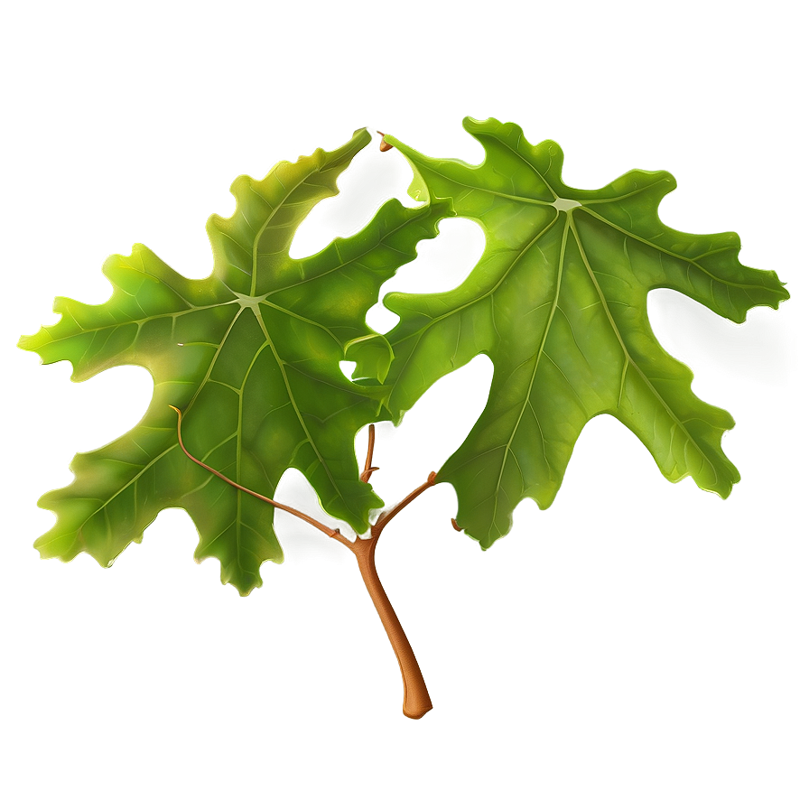 Oak Leaf Wallpaper Png 06292024