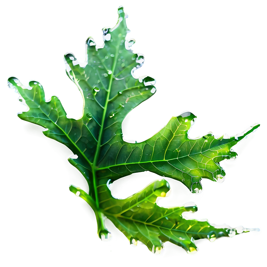 Oak Leaf With Dew Png 06292024