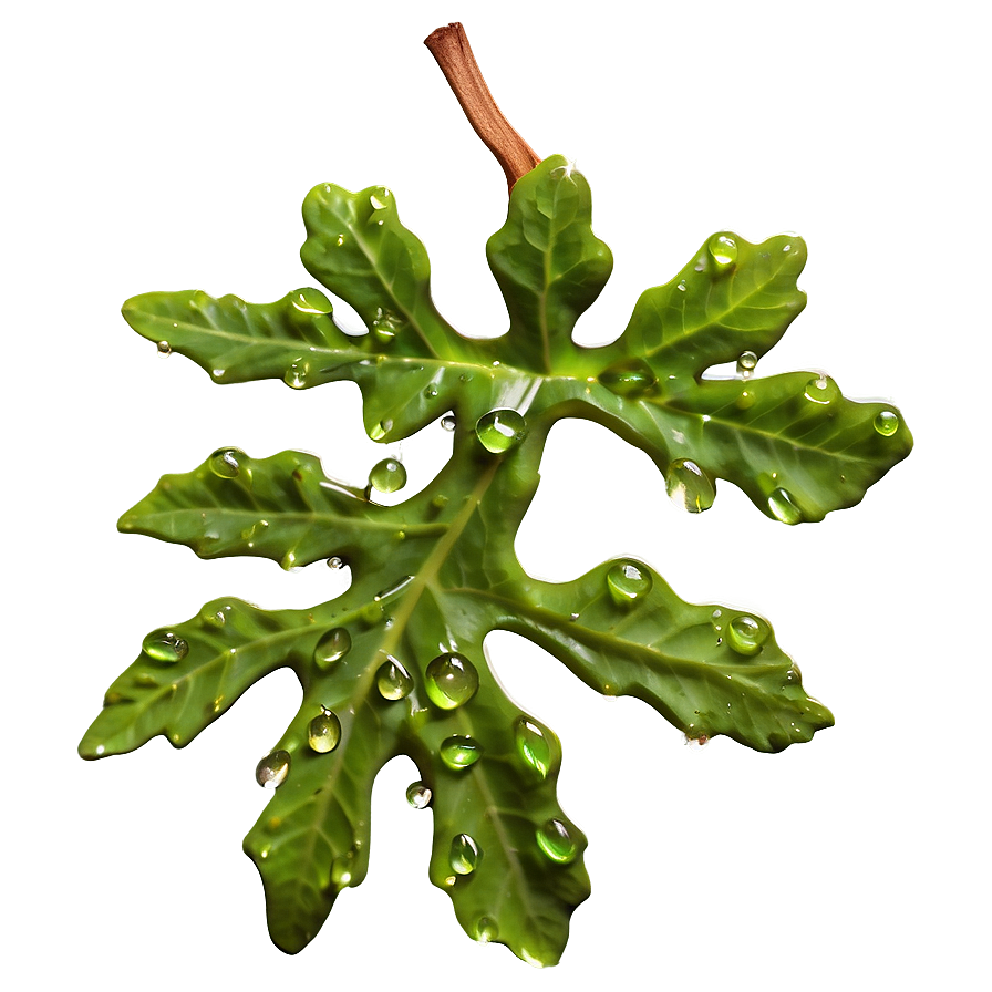 Oak Leaf With Dew Png Fjq