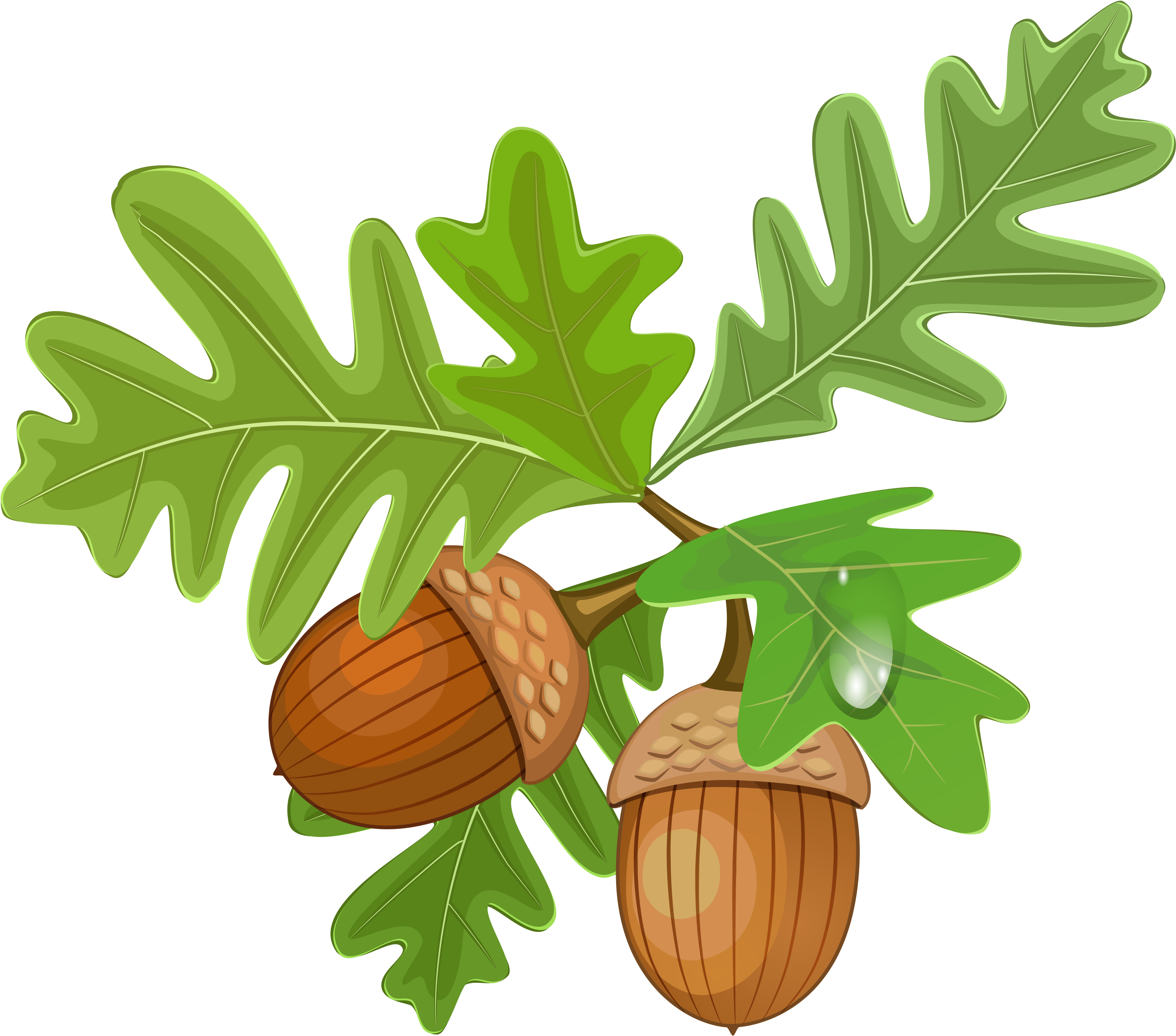 Oak Leavesand Acorns Illustration