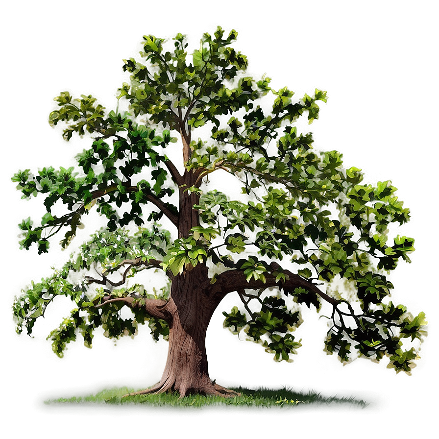 Oak Tree Line Art Png 06262024