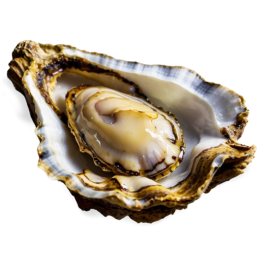 Ocean Oyster Png Obe65