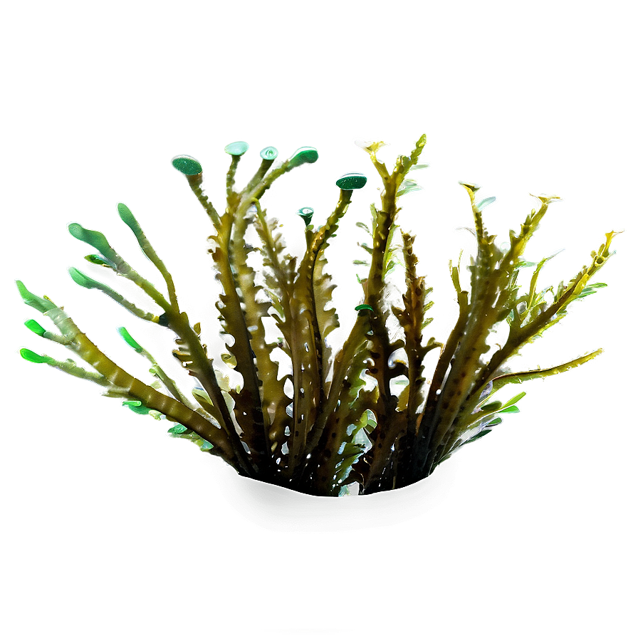 Ocean Seaweed Forest Png Ljx99