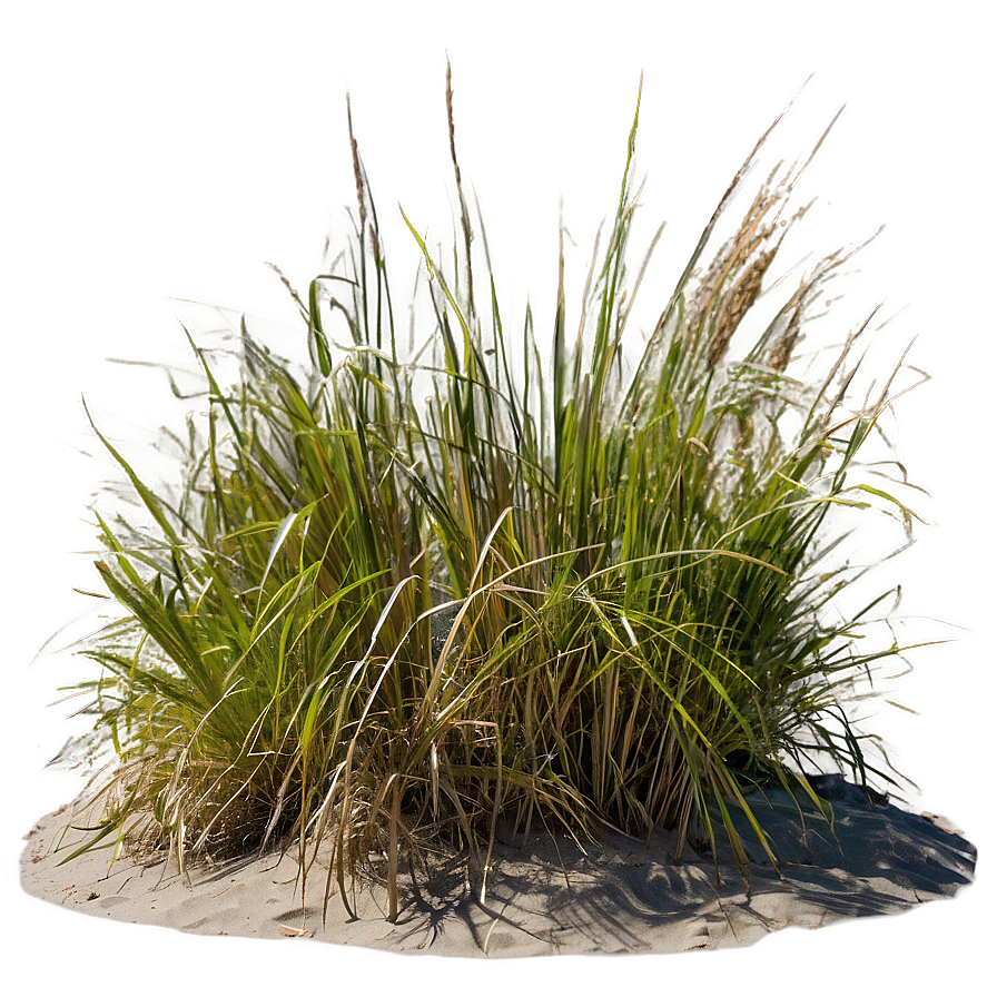 Oceanfront Dune Grass Png 76