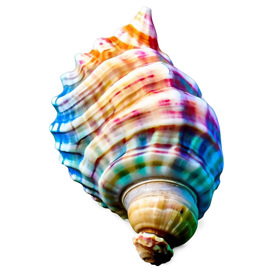 Oceanic Conch Shell Graphic Png 94