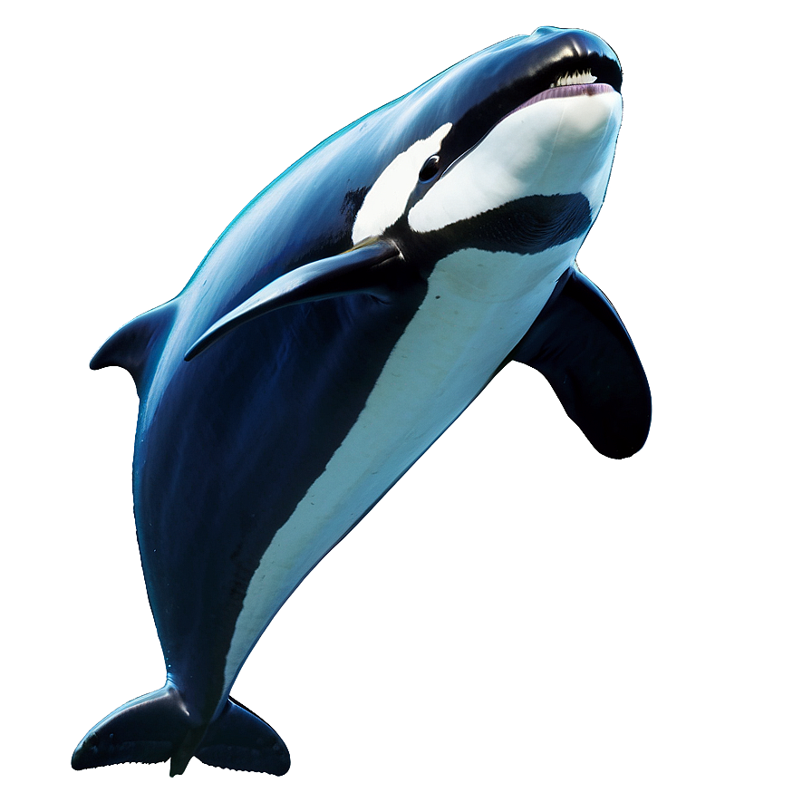 Oceanic Orca Png Umq