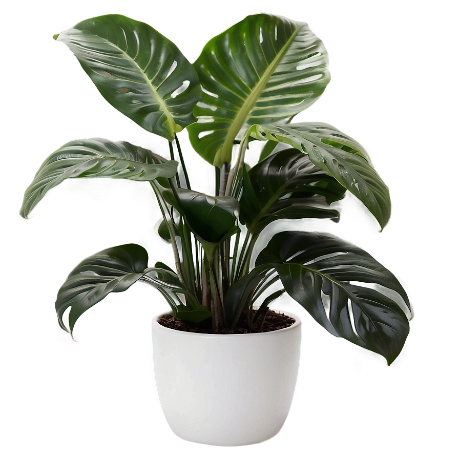 Office Floor Plant Png Rty